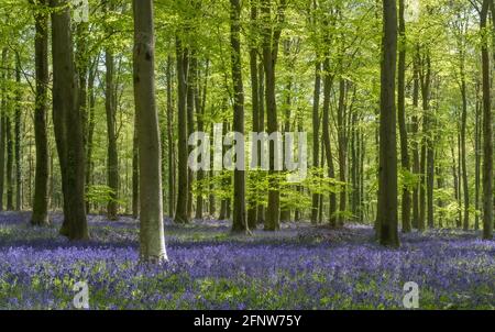 Frühlings-Bluebells in Wepham Woods, Angfering Park in der Nähe von Arundel in West Sussex Stockfoto