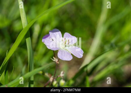 Wilde Geranienblume im Frühling Stockfoto