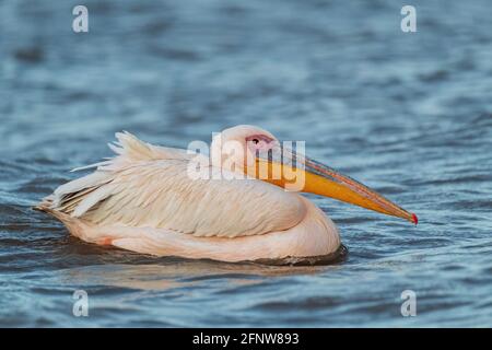 Großer weißer Pelikan - Pelecanus onocrotalus, großer weißer Seevogel von der afrikanischen Küste, See Ziway, Äthiopien. Stockfoto