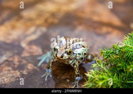 Europäischer brauner Frosch sitzt im Wasser. Rana temporaria im Teich mit Steinboden. Nahaufnahme des Bildes Stockfoto