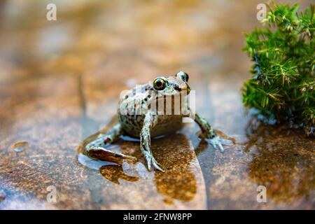 Europäischer brauner Frosch sitzt im Wasser. Rana temporaria im Teich mit Steinboden. Nahaufnahme des Bildes Stockfoto