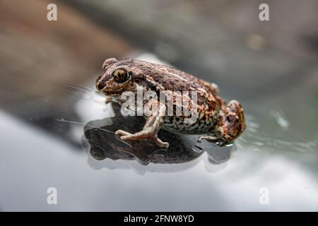 Europäischer brauner Frosch auf Glas sitzend. Nahaufnahme von Rana temporaria. Stockfoto