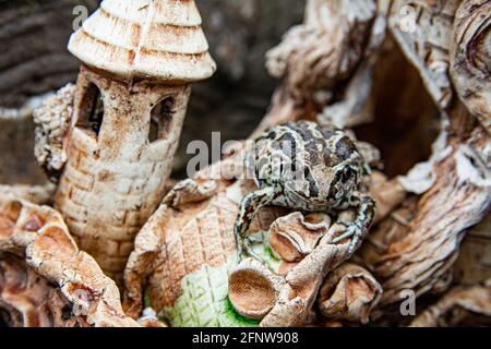 Europäischer gemeiner brauner Frosch sitzt auf dekorieren Burg im Teich. Nahaufnahme von Rana temporaria. Stockfoto