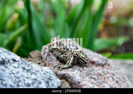 Europäischer brauner Frosch sitzt auf dem Stein. Nahaufnahme von Rana temporaria. Stockfoto