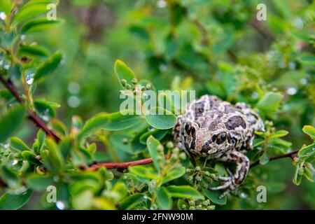 Europäischer gemeiner brauner Frosch sitzt in grünen Blättern auf dem Ast des Baumes nach dem Regen. Nahaufnahme von Rana temporaria. Stockfoto