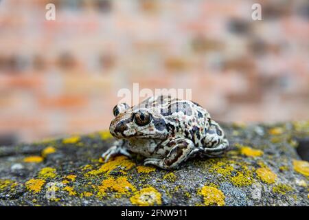 Europäischer brauner Frosch, der mit Moos auf dem Stein sitzt. Nahaufnahme von Rana temporaria. Stockfoto