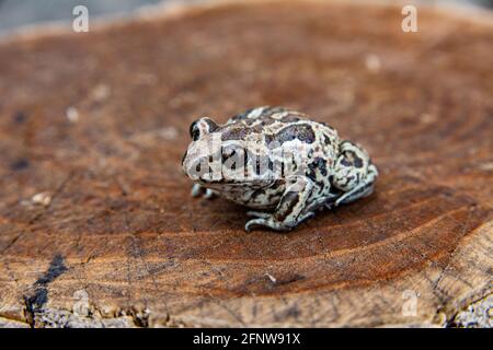 Europäischer brauner Frosch sitzt im Wasser. Rana temporaria im Teich mit Steinboden. Nahaufnahme des Bildes Stockfoto