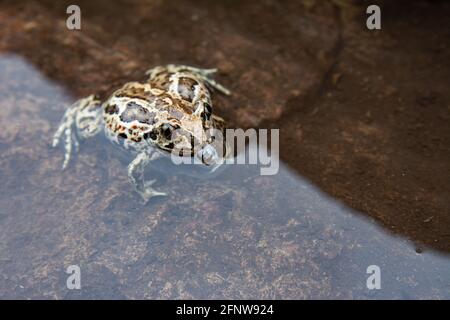 Europäischer brauner Frosch sitzt im Wasser. Rana temporaria im Teich mit Steinboden. Nahaufnahme des Bildes Stockfoto