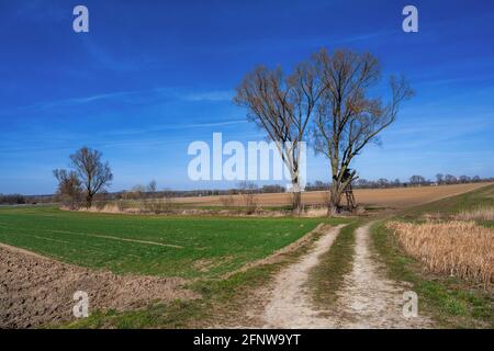 Ländliche Landschaft mit einem Baum in Bayern, Deutschland Stockfoto