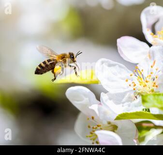 Makro einer Biene, die zu einer weißen Apfelblüte fliegt Stockfoto