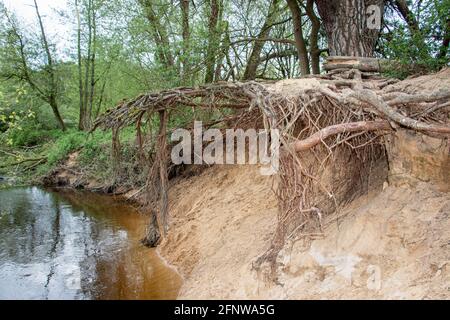 Ein enger Fluss namens Dinkel, der den Boden um die Baumwurzeln in der Region Twente, Provinz Overijsel, Niederlande, wegspülte Stockfoto