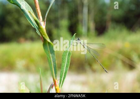 Die Fliege sitzt auf einem grünen Blatt vor dem verschwommenen Waldhintergrund. Stockfoto