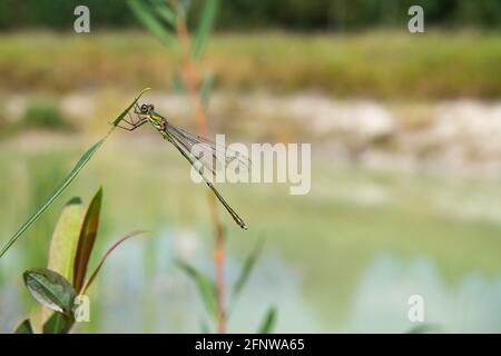 Die Fliege sitzt auf einem grünen Blatt vor dem verschwommenen Waldhintergrund. Stockfoto