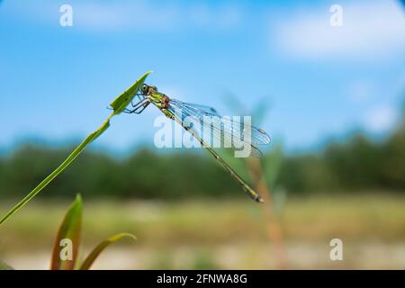 Die Fliege sitzt auf einem grünen Blatt vor dem verschwommenen Waldhintergrund. Stockfoto