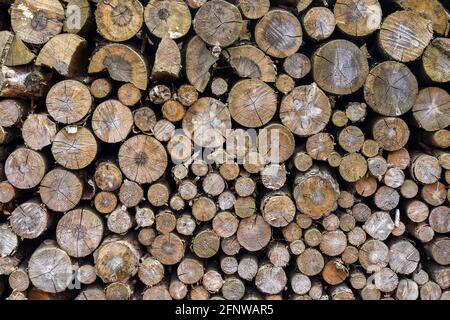 Gestapeltes Brennholz - Textur Hintergrund von Holz logs Stockfoto