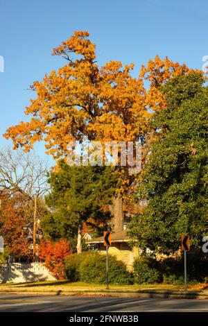 Helle Herbstblätter auf hohen Bäumen und Straßenschilder Städtische Nachbarschaft Stockfoto