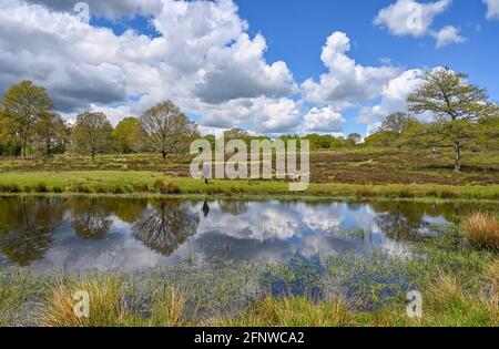 Petworth West Sussex UK 19. Mai 2021 - Es ist ein schöner sonniger Nachmittag für einen Spaziergang über das Barlavington Estate in der Nähe von Petworth in West Sussex . Das Gebiet ist wichtig für den Erhalt der einzigen indigenen Bevölkerung von Field Crickets im Vereinigten Königreich : Credit Simon Dack / Alamy Live News - nur zur redaktionellen Verwendung Stockfoto