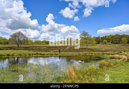 Petworth West Sussex UK 19. Mai 2021 - Es ist ein schöner sonniger Nachmittag für einen Spaziergang über das Barlavington Estate in der Nähe von Petworth in West Sussex . Das Gebiet ist wichtig für den Erhalt der einzigen indigenen Bevölkerung von Field Crickets im Vereinigten Königreich : Credit Simon Dack / Alamy Live News - nur zur redaktionellen Verwendung Stockfoto