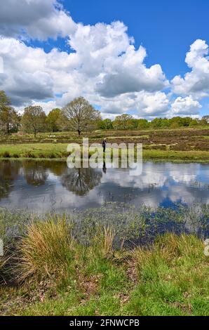 Petworth West Sussex UK 19. Mai 2021 - Es ist ein schöner sonniger Nachmittag für einen Spaziergang über das Barlavington Estate in der Nähe von Petworth in West Sussex . Das Gebiet ist wichtig für den Erhalt der einzigen indigenen Bevölkerung von Field Crickets im Vereinigten Königreich : Credit Simon Dack / Alamy Live News - nur zur redaktionellen Verwendung Stockfoto