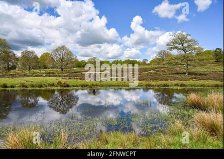 Petworth West Sussex UK 19. Mai 2021 - Es ist ein schöner sonniger Nachmittag für einen Spaziergang über das Barlavington Estate in der Nähe von Petworth in West Sussex . Das Gebiet ist wichtig für den Erhalt der einzigen indigenen Bevölkerung von Field Crickets im Vereinigten Königreich : Credit Simon Dack / Alamy Live News - nur zur redaktionellen Verwendung Stockfoto