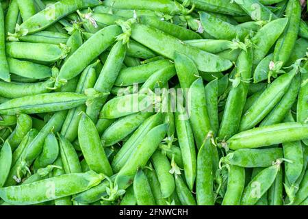 Satz Erbsen der Sorte 'Teardrop-Erbsen' frisch geerntet Im Norden Spaniens Stockfoto