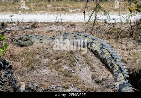 Das amerikanische Krokodil schützt ihr Nest vor Geiern. Stockfoto