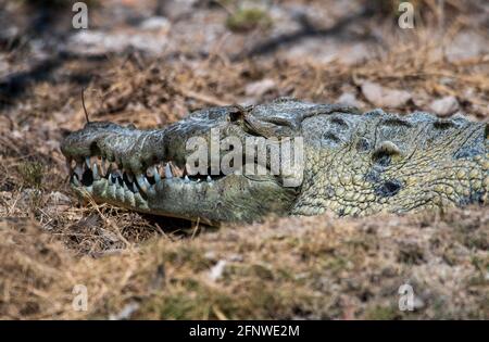 Das amerikanische Krokodil schützt ihr Nest vor Geiern. Stockfoto