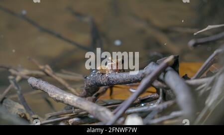 Nahaufnahme eines südostasiatischen Weißlippfrosches, malaiischer Weißlippfrosch (Gattung Chalcorana oder Chalcorana libialis), der auf einem Zweig im Regenwald steht Stockfoto