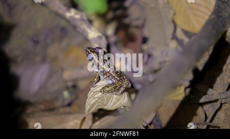 Spotted Stream Frog (Pulcharana picturata) (schwarzer Körper mit gelben Punkten) auf einem Blattzweig im Regenwald in der Nacht. Gunung Lambak, Kluang, Malaysia Stockfoto