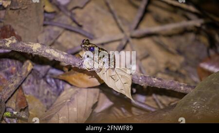 Spotted Stream Frog (Pulcharana picturata) (schwarzer Körper mit gelben Punkten) auf einem Blattzweig im Regenwald in der Nacht. Gunung Lambak, Kluang, Malaysia Stockfoto