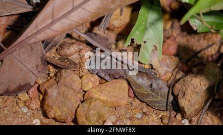 Gefleckter Wurffrosch (Leptobrachium hendricksoni) (roter Augenfrosch) in Regenwaldnacht, Gunung Lambak, Kluang, Malaysia Stockfoto