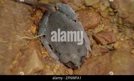 Gefleckter Wurffrosch (Leptobrachium hendricksoni) (roter Augenfrosch) in Regenwaldnacht, Gunung Lambak, Kluang, Malaysia Stockfoto