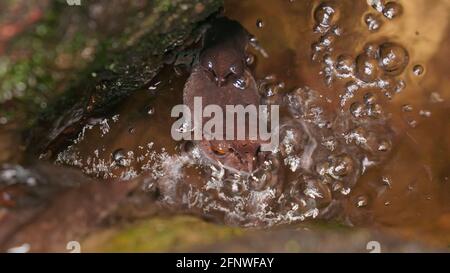 Gefleckter Wurffrosch (Leptobrachium hendricksoni) (Rotaugen-Frosch), der sich nachts im Regenwaldflußwasser brütet, Gunung Lambak, Kluang, Malaysia Stockfoto