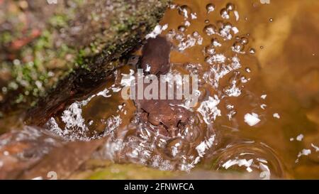 Gefleckter Wurffrosch (Leptobrachium hendricksoni) (Rotaugen-Frosch), der sich nachts im Regenwaldflußwasser brütet, Gunung Lambak, Kluang, Malaysia Stockfoto