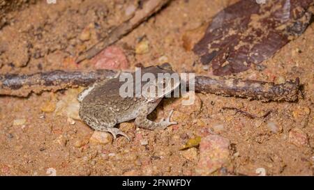 Die Asian Common Kröte (Duttaphrynus melanostictus) steht nachts auf dem Boden im Regenwald. Gunung Lambak, Kluang, Malaysia. Gifttier Stockfoto