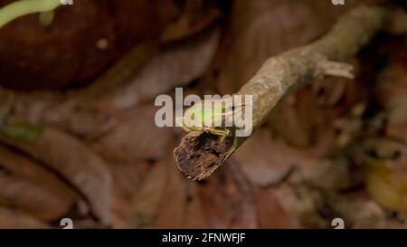 Nahaufnahme eines südostasiatischen Weißlippfrosches, malaiischer Weißlippfrosch (Gattung Chalcorana oder Chalcorana libialis), der auf einem Zweig im Regenwald steht