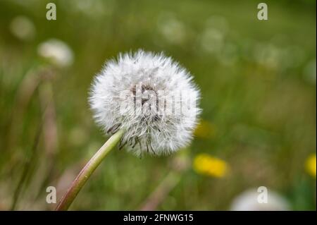 Nahaufnahme eines Doldenblütenkopfes mit seinen Samen Bereit, in den Wind zu blasen Stockfoto