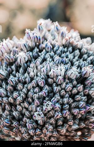 Knoblauchsamen, die Knoblauchblüte. Bouquet von Knoblauchkörnern. Zukünftige Ernte. Kleine Samen. Stockfoto
