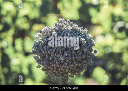 Knoblauchsamen, die Knoblauchblüte. Bouquet von Knoblauchkörnern. Zukünftige Ernte. Kleine Samen. Stockfoto