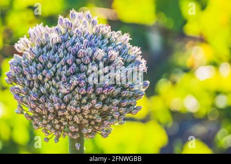 Knoblauchsamen, die Knoblauchblüte. Bouquet von Knoblauchkörnern. Zukünftige Ernte. Kleine Samen. Stockfoto