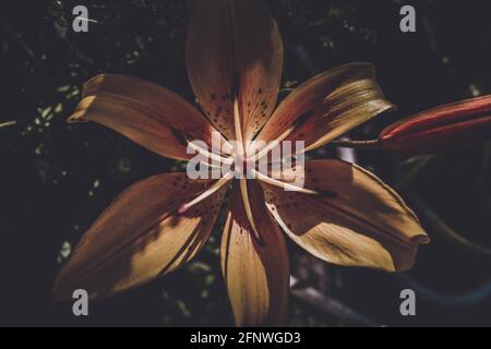 Schöne und leuchtend gelbe Lilie. Legt die Sommerstimmung fest. Eine helle Blume. Natürliche Schönheit. Stockfoto