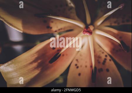 Schöne und leuchtend gelbe Lilie. Legt die Sommerstimmung fest. Eine helle Blume. Natürliche Schönheit. Stockfoto