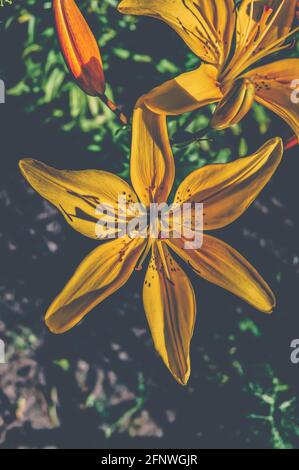 Schöne und leuchtend gelbe Lilie. Legt die Sommerstimmung fest. Eine helle Blume. Natürliche Schönheit. Stockfoto
