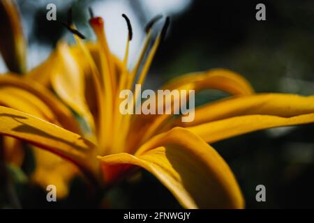 Schöne und leuchtend gelbe Lilie. Legt die Sommerstimmung fest. Eine helle Blume. Natürliche Schönheit. Stockfoto