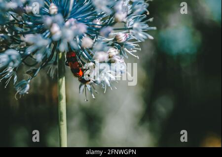 Roter Käfer auf den Knoblauchkörnern. Knoblauchblüte. Bouquet von Knoblauchkörnern. Zukünftige Ernte. Stockfoto