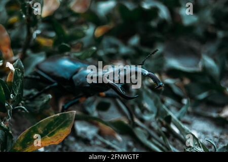 Der Hirschkäfer. Ein Käfer im roten Buch. Ein sehr seltener Käfer. Ein Käfer mit Hörnern in freier Wildbahn. Stockfoto