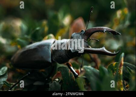 Der Hirschkäfer. Ein Käfer im roten Buch. Ein sehr seltener Käfer. Ein Käfer mit Hörnern in freier Wildbahn. Stockfoto