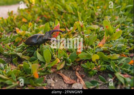 Der Hirschkäfer. Ein Käfer im roten Buch. Ein sehr seltener Käfer. Ein Käfer mit Hörnern in freier Wildbahn. Stockfoto