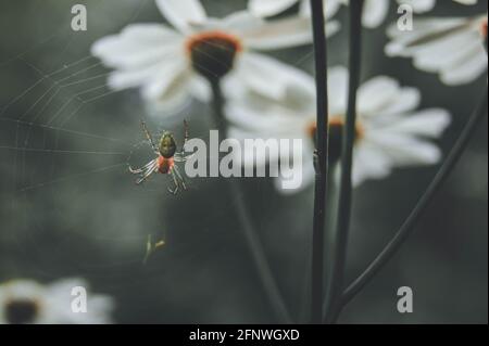 Eine Spinne sitzt auf einem Netz und bewundert Gänseblümchen. Ein Waldbewohner in seinem Lebensraum. Schöner natürlicher Hintergrund. Stockfoto