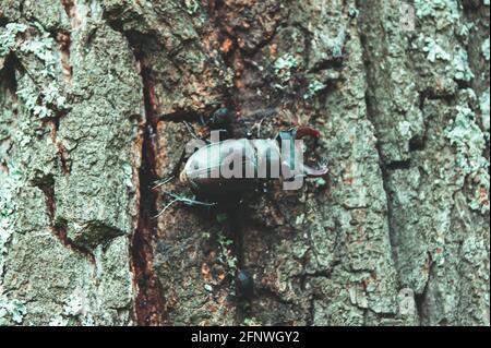 Der Hirschkäfer. Ein Käfer im roten Buch. Ein sehr seltener Käfer. Ein Käfer mit Hörnern in freier Wildbahn. Stockfoto